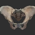Pelvic Organ Detailed Anatomical Structure 3D Model View of Human Pelvis