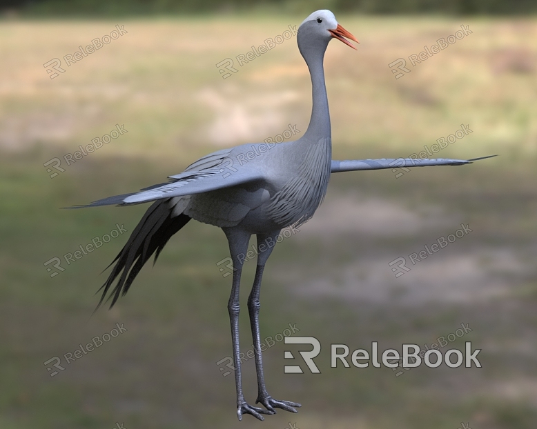 Blue Crane Blue Demoiselle Crane Paradise Crane model