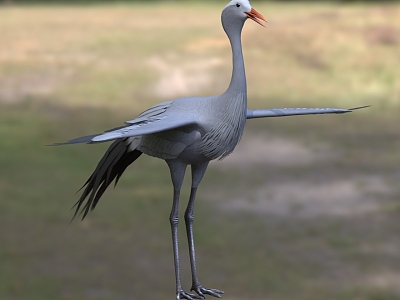 Blue Crane Blue Demoiselle Crane Paradise Crane model