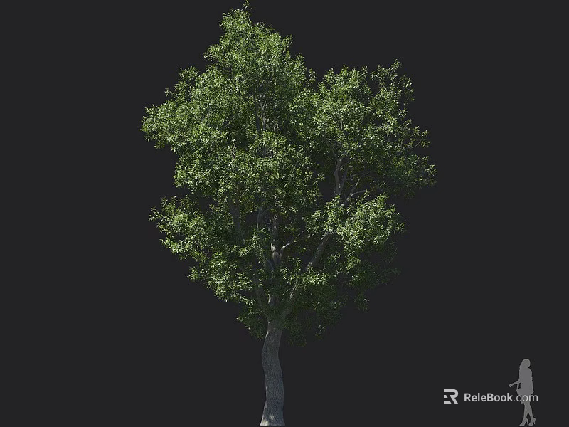 Tall Arbor With Lush Green Foliage And Human Silhouette Isolated On Black Background 3d model 