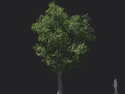 Tall Arbor With Lush Green Foliage And Human Silhouette Isolated On Black Background 3d model
