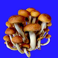 Fresh Cluster of Mushrooms with Brown Caps and White Stems on Blue Background
