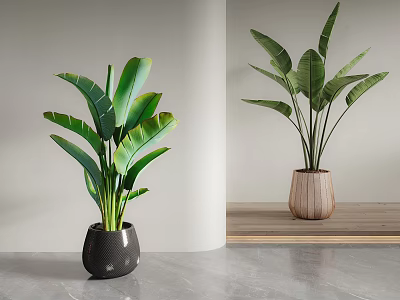 Potted Bonsai Plants in Black Ceramic And Wooden Textured Pots For Modern Indoor Home Decor 3d model