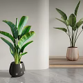 Potted Bonsai Plants in Black Ceramic And Wooden Textured Pots For Modern Indoor Home Decor