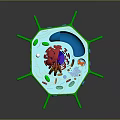 eukaryotic cell cross section cell structure cell tissue anatomy organ human organ 3d model