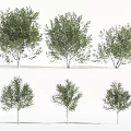 Arbor Trees With Green Foliage In Various Sizes And Natural Forms 3d model