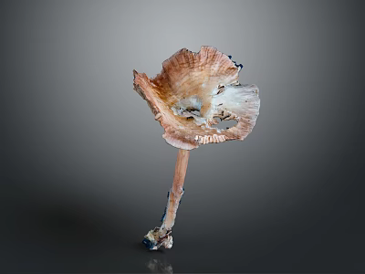 Fresh Edible Mushroom With Unique Cap Shape And Natural Textured Stem 3d model
