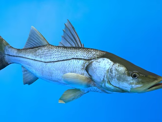 Modern Common Snook Fish Biological Animals 3d model