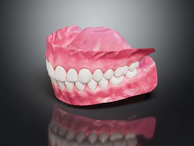 Anatomically Accurate Dental Organ Model With Pink Gum And White Teeth Structure 3d model