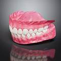 Anatomically Accurate Dental Organ Model With Pink Gum And White Teeth Structure
