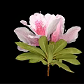 Beautiful Pink Azalea Flower With Soft Petals And Green Leaves