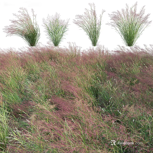 Ornamental Grasses with Purple and Green Foliage Swaying in Natural Garden Landscape 3d model 