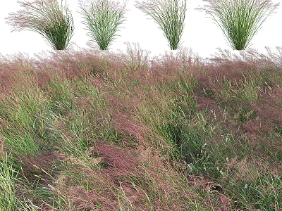 Ornamental Grasses with Purple and Green Foliage Swaying in Natural Garden Landscape 3d model