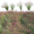 modern grass weeds wild flowers flowers 3d model