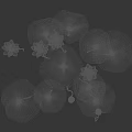 Aquatic Plants Featuring Lotus Flowers Green Leaves Buds And Height Measurement In Cm