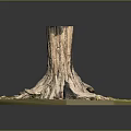 Tree Stump With Exposed Roots And Grassy Surroundings With Scattered Stones