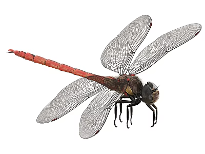 Detailed View Of Red Bodied Dragonfly With Transparent Wings As Flying Insect 3d model
