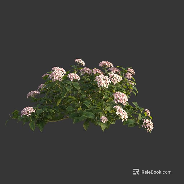 Vibrant Hydrangea Bush With Pink Blooms And Green Leaves In Full Bloom 3d model 