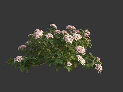 Vibrant Hydrangea Bush With Pink Blooms And Green Leaves In Full Bloom 3d model