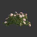 Vibrant Hydrangea Bush With Pink Blooms And Green Leaves In Full Bloom