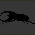 Black Rhinoceros Beetle With Large Curved Horns And Red Legs On Dark Background