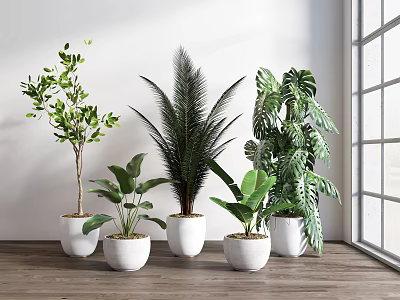 Indoor Potted Plants In White Pots With Various Green Foliage On Wooden Floor By Window 3d model