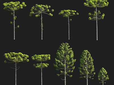 Various Arbor Trees With Different Forms Green Foliage And White Trunks 3d model