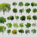 Diverse Trees with Weeping Branches Lush Green Leaves and Various Shapes