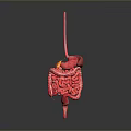 3D Rendered Human Digestive System Model With Pink Organs And Gray Background