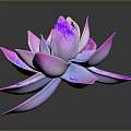 Succulent Plant with Pink Purple Gradient Petals and White Veins on Dark Background