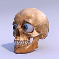 Modern Skull 3d model