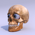 Modern Skull Skull 3d model