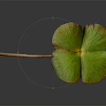 Three Leaf Clover Plant with Green Leaf Distinctive Shape and Natural Reflection on Dark Background 3d model