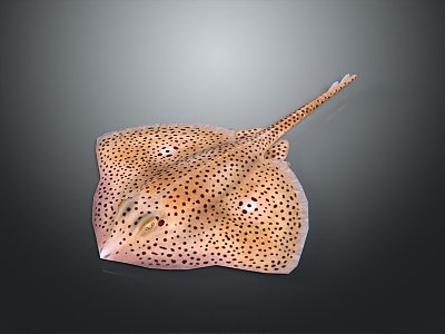 Manta Ray Devil Fish Cartoon Manta Ray Animation Manta Ray Animation Manta Ray Animation Role Game Role 3d model