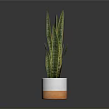 Sansevieria Plant With Long Green Leaves Yellow Stripes In White Orange Pot For Indoor Decoration