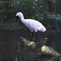 White Egret Standing On A Tree Branch In Water With Green Forest Background