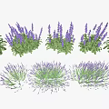 Beautiful Lavender Plants With Purple Flowers And Green Leaves In Various Arrangements