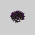 Vibrant Purple Flowering Tree With Lush Blooming Blossoms And Green Foliage