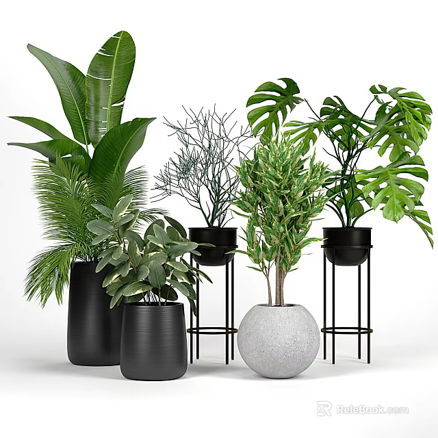 Various Indoor Green Potted Plants With Black Pots White Spherical Pot And Stands 3d model 