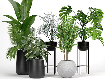 Various Indoor Green Potted Plants With Black Pots White Spherical Pot And Stands 3d model