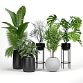Various Indoor Green Potted Plants With Black Pots White Spherical Pot And Stands