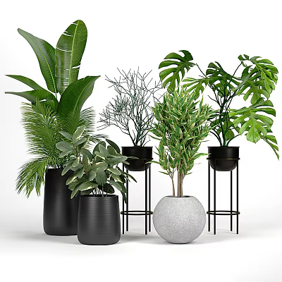 Various Indoor Green Potted Plants With Black Pots White Spherical Pot And Stands 3d model