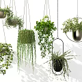 Various Hanging Basket Plants With Lush Greenery And Decorative Suspended Planters