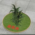 Healthy Corn Vegetable Plant Growing in Circular Green Grassy Patch with Vegetable Category Sign