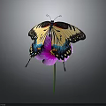 Colorful Butterfly With Yellow Black And Blue Wings Perched On Purple Flower