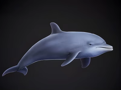Gray Dolphin Leaping In Dark Background With Smooth Skin And Curved Fin 3d model
