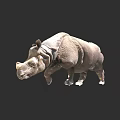 Realistic Indian Rhinoceros Standing Pose With Gray Skin On Black Background