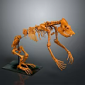 Detailed Bear Skeleton Anatomical Structure with Articulated Bones Display on Black Base 3d model