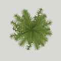 Tall Palm Tree With Green Feathery Fronds And Straight Trunk