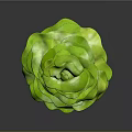 Fresh Green Lettuce With Flower Like Shape And Layered Crisp Leaves